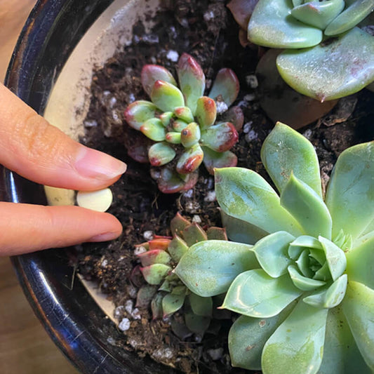 Plant Flower Insect Repellent Tablet(BUY 3 GET 5 FREE)