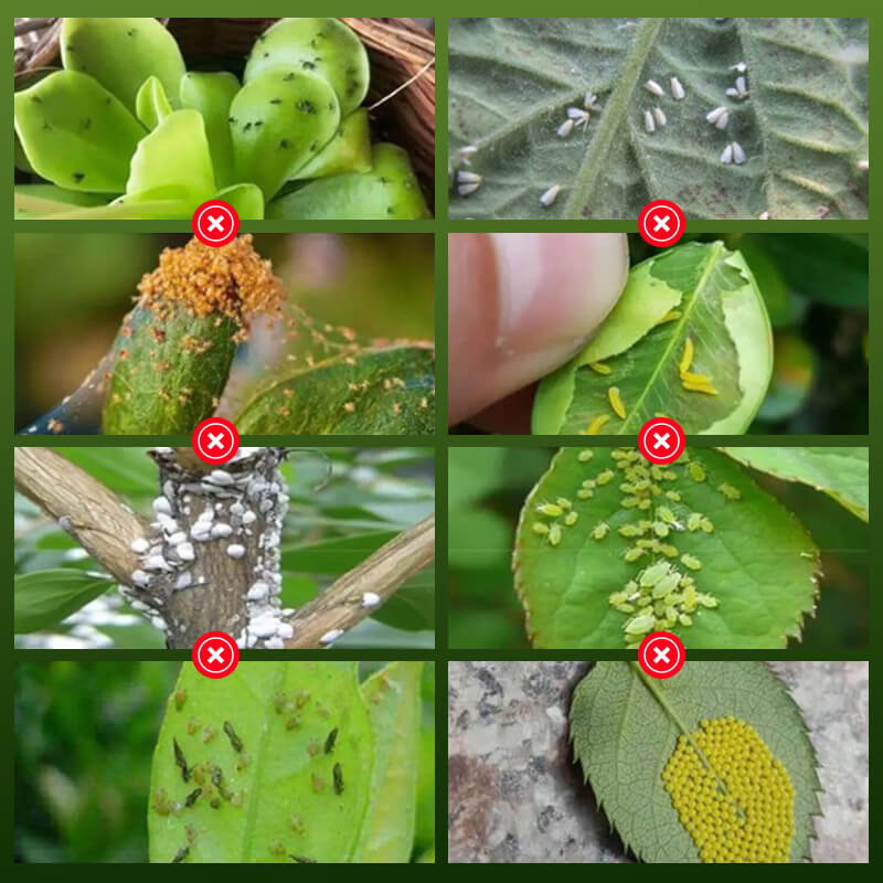 Plant Flower Insect Repellent Tablet(BUY 3 GET 5 FREE)