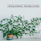 Plant Climbing Wall Clip Self-Adhesive Hook