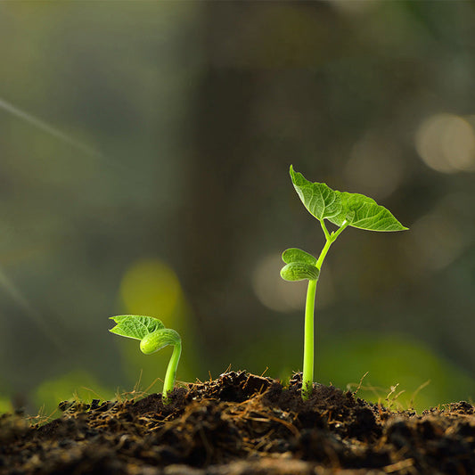 🪴🪴Anti-caking, acidic and alkaline soil activator🌱,💥💥 limited time offer