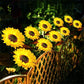 🌻 50% OFF NOW! ☀️ Sunflower Solar Lights – Waterproof Garden Decor & Forever Glow 💡