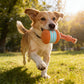 Interactive Rolling Ball Toy for Dogs