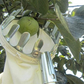 🍎 50% OFF NOW! 🧺 Fruit Picker Head Basket – Durable Design, Easy Attach & Perfect for Reaching High Branches Without a Ladder 🌳