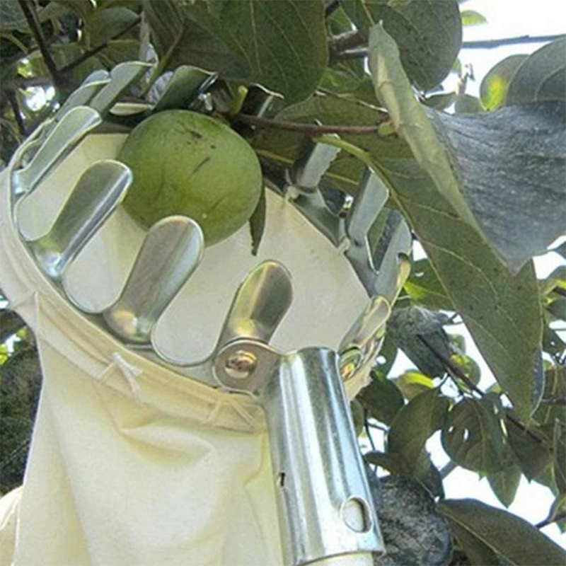 🍎 50% OFF NOW! 🧺 Fruit Picker Head Basket – Durable Design, Easy Attach & Perfect for Reaching High Branches Without a Ladder 🌳