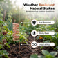 Copper Spiral Antenna Plant Stakes
