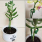 ?2022 Summer Hot Sale ? -Plant Support Stake